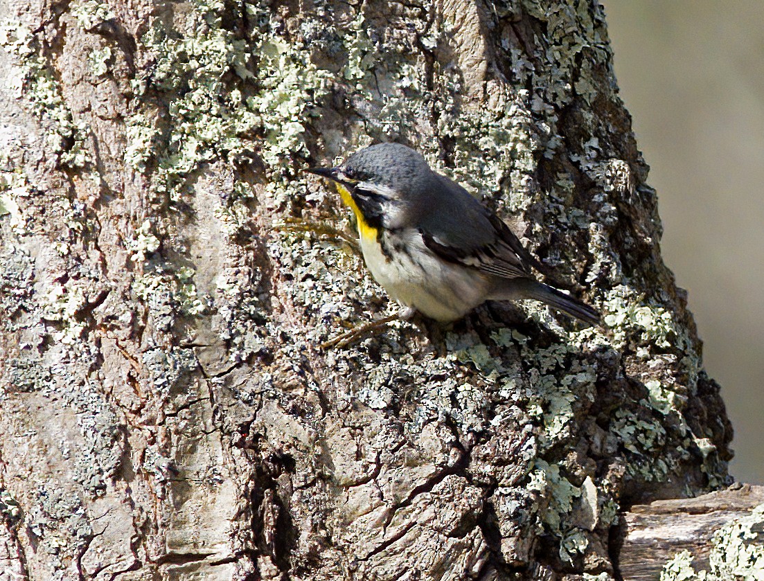 Yellow-throated Warbler - ML617422050