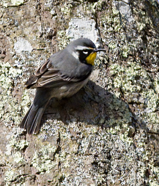 Paruline à gorge jaune - ML617422057