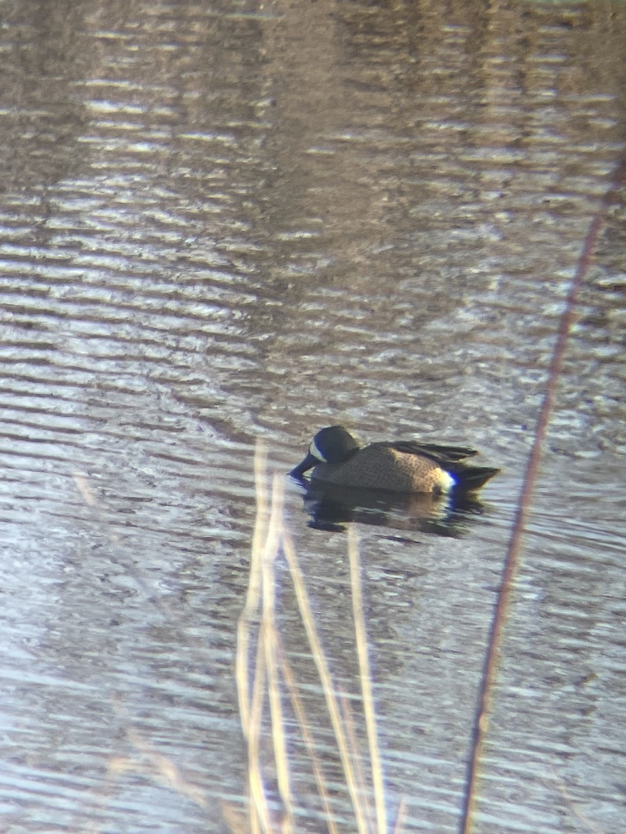 Blue-winged Teal - ML617422134