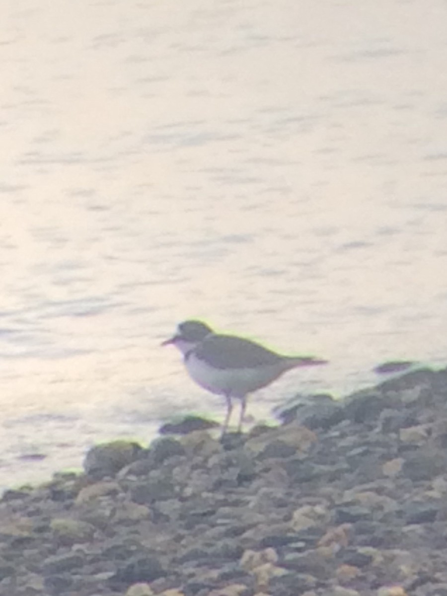 Little Ringed Plover - ML617422143