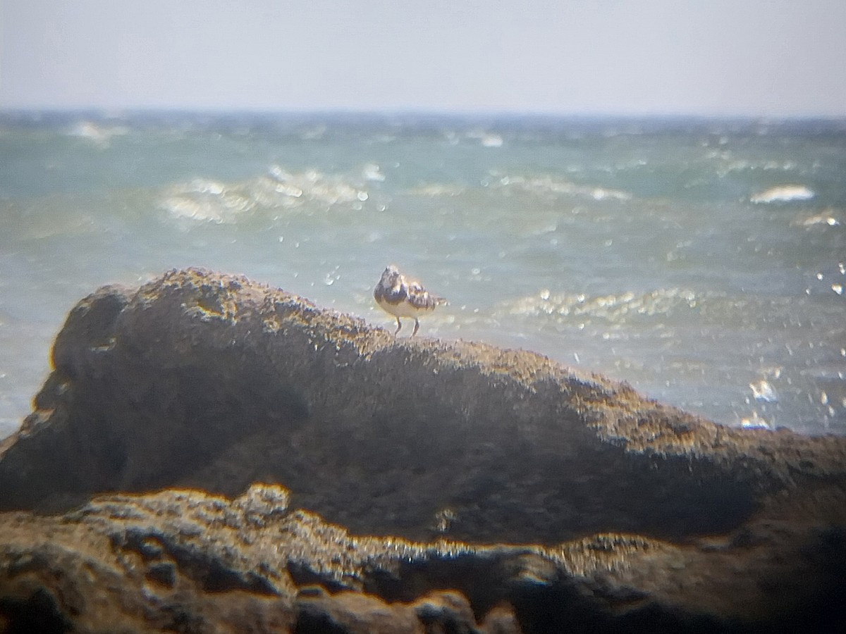 Ruddy Turnstone - Matthew Hammond