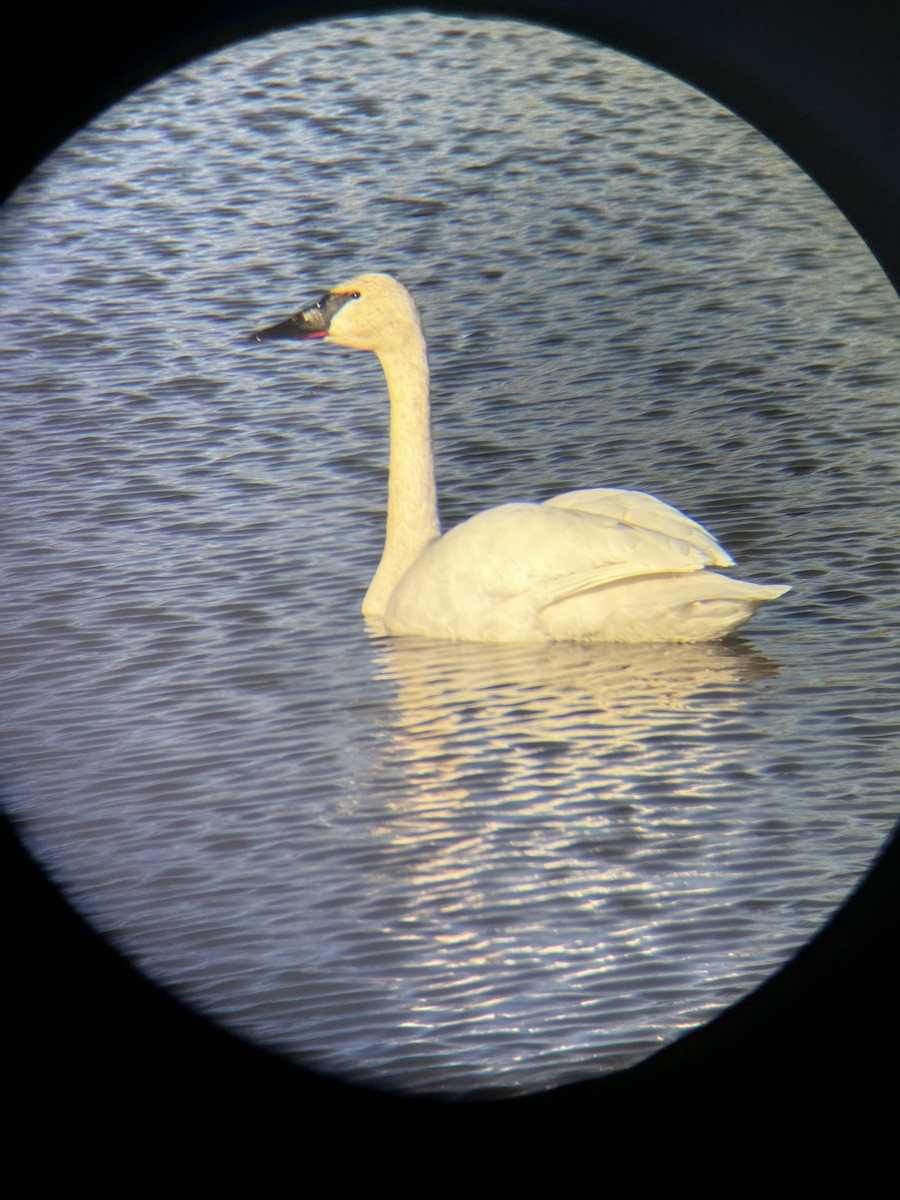 Cisne Trompetero - ML617422171