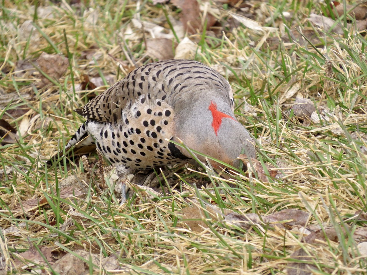 Northern Flicker - ML617422181