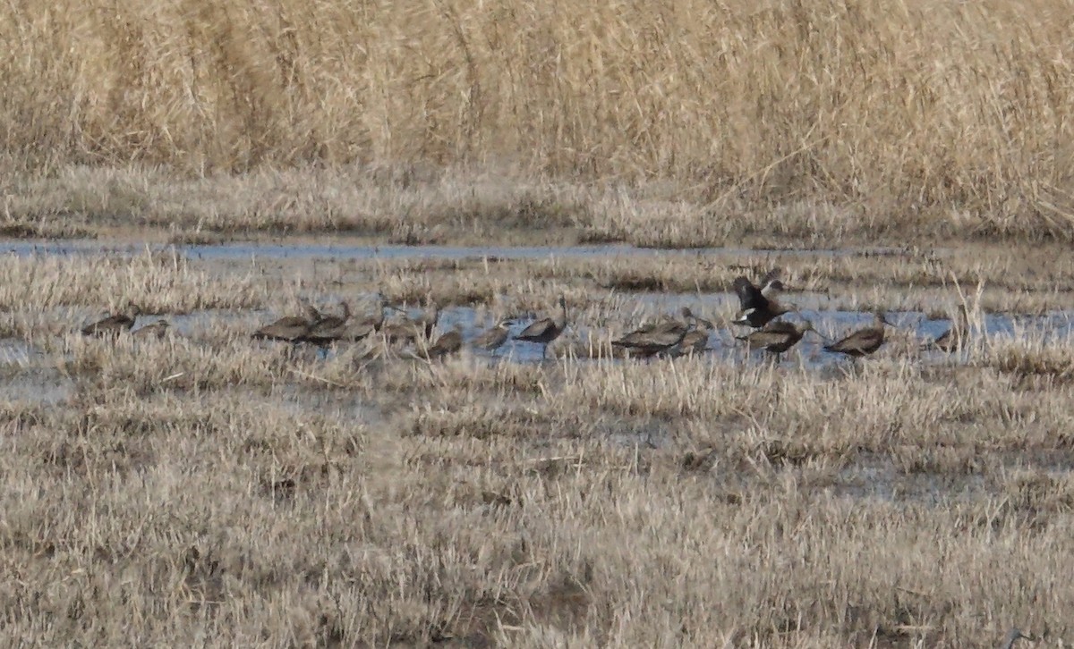 Hudsonian Godwit - ML617422189