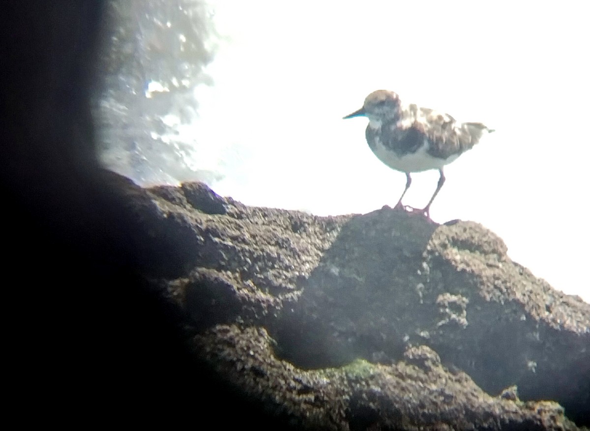 Ruddy Turnstone - ML617422229