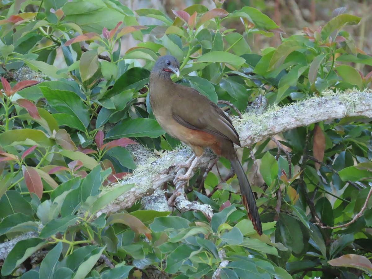 Rufous-vented Chachalaca - Manuel Pérez R.