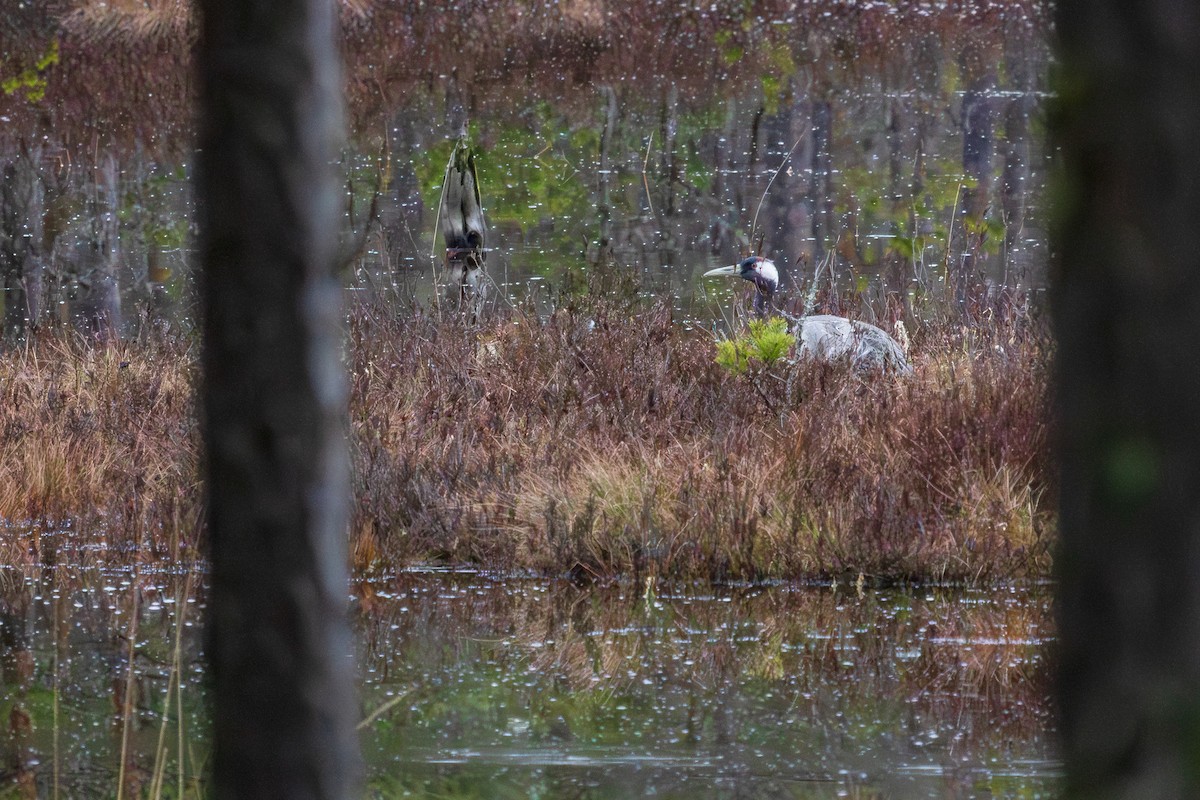 Common Crane - ML617422244