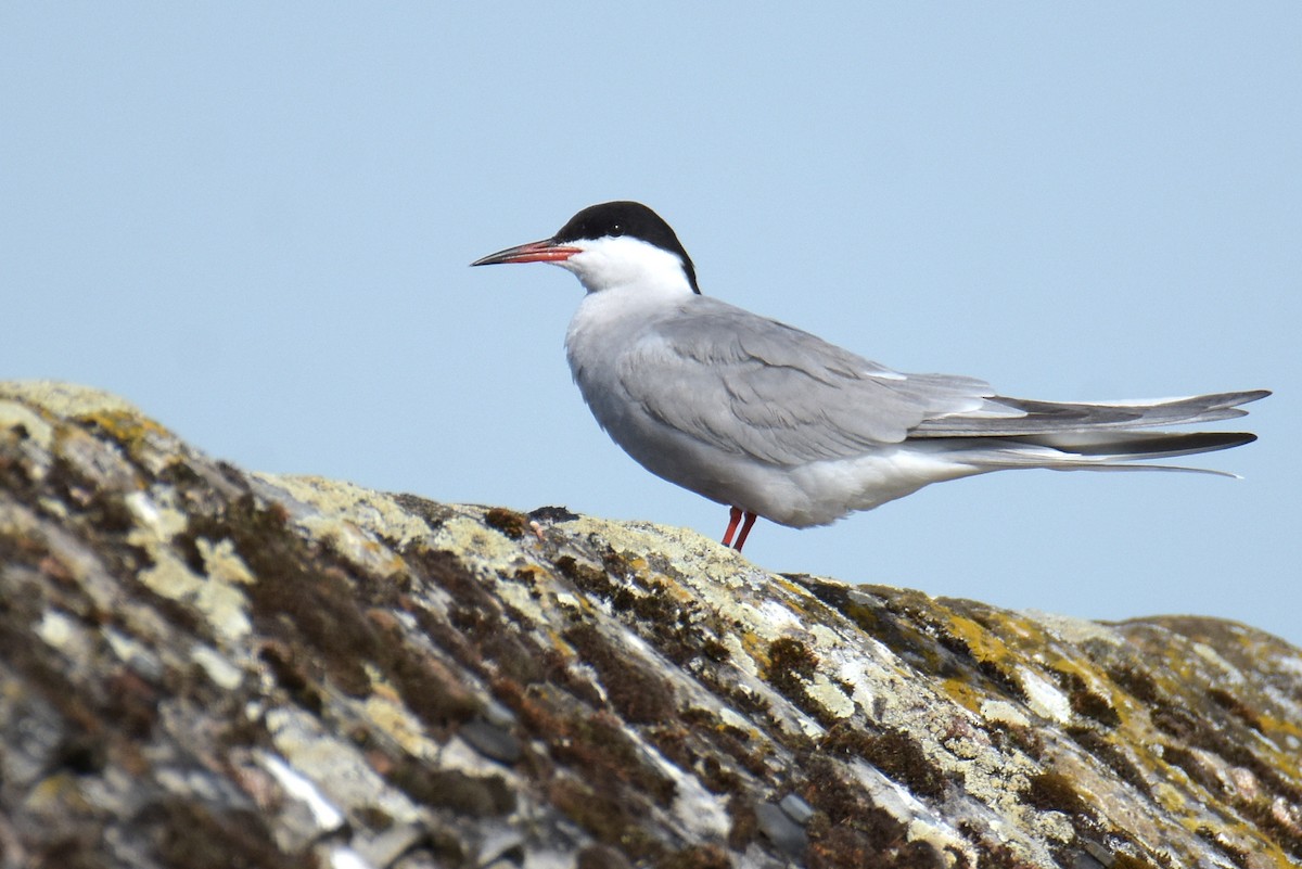 Common Tern - Max Herrmann