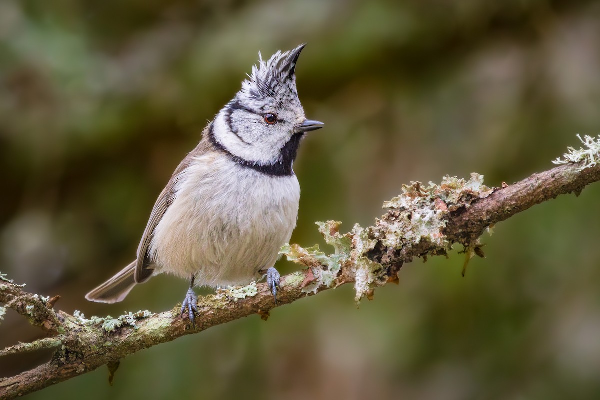 Crested Tit - ML617422264