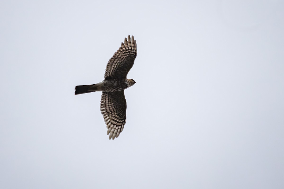 Eurasian Sparrowhawk - ML617422273