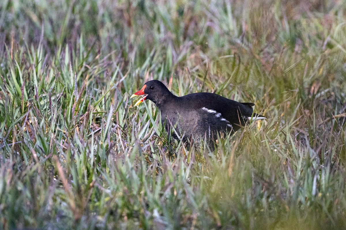 Eurasian Moorhen - ML617422289