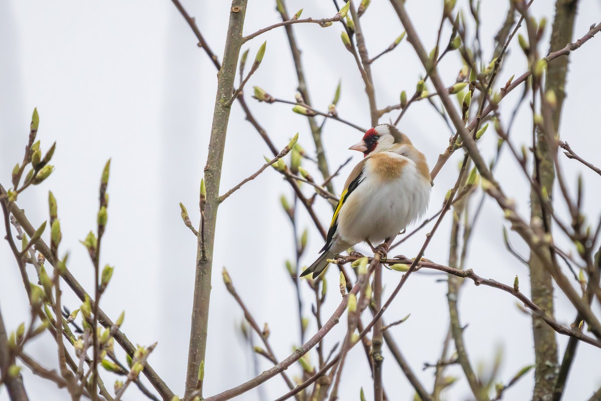 European Goldfinch - ML617422316