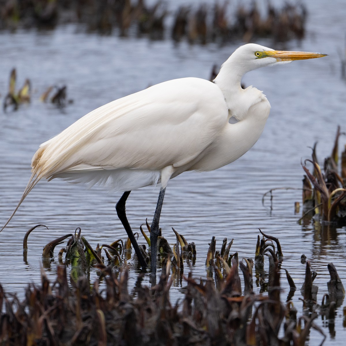 Great Egret - ML617422340