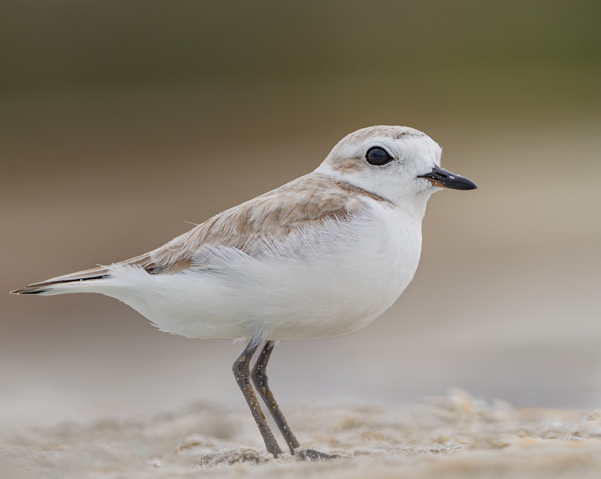 Snowy Plover - ML617422372