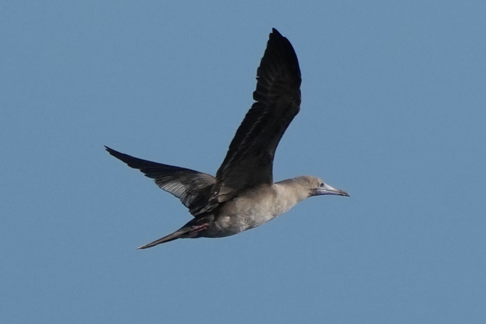 Red-footed Booby - ML617422377