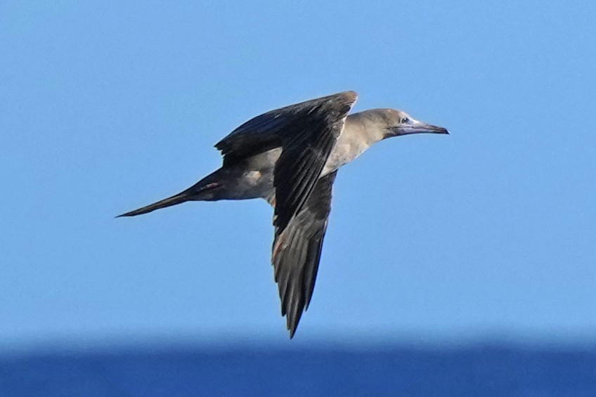 Red-footed Booby - ML617422378