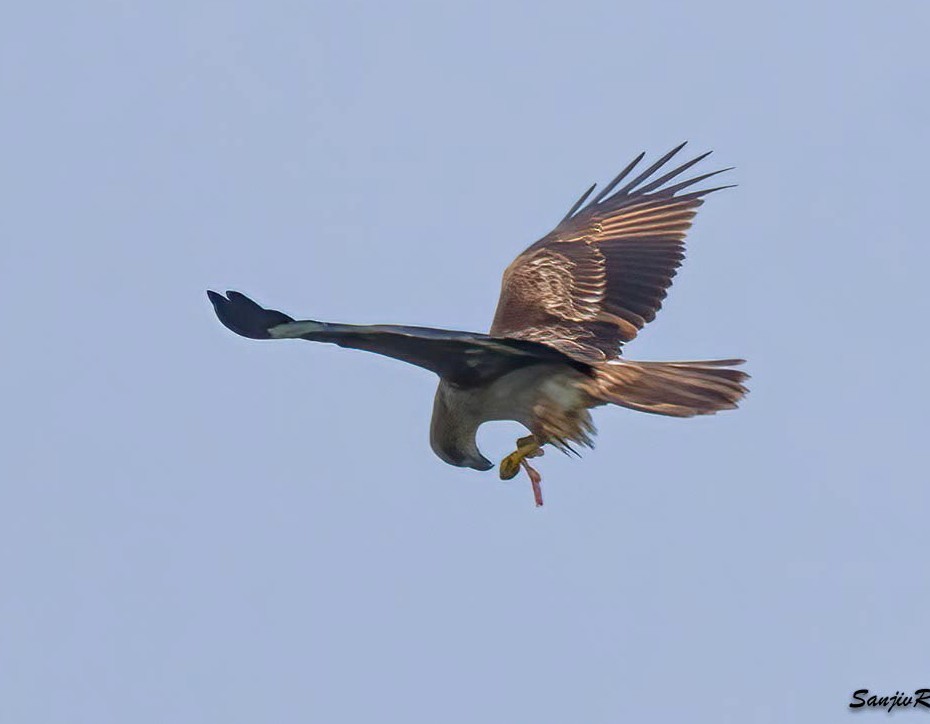 Brahminy Kite - ML617422379