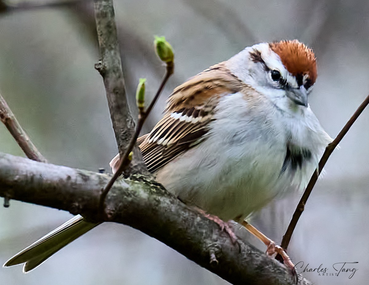 Chipping Sparrow - ML617422413
