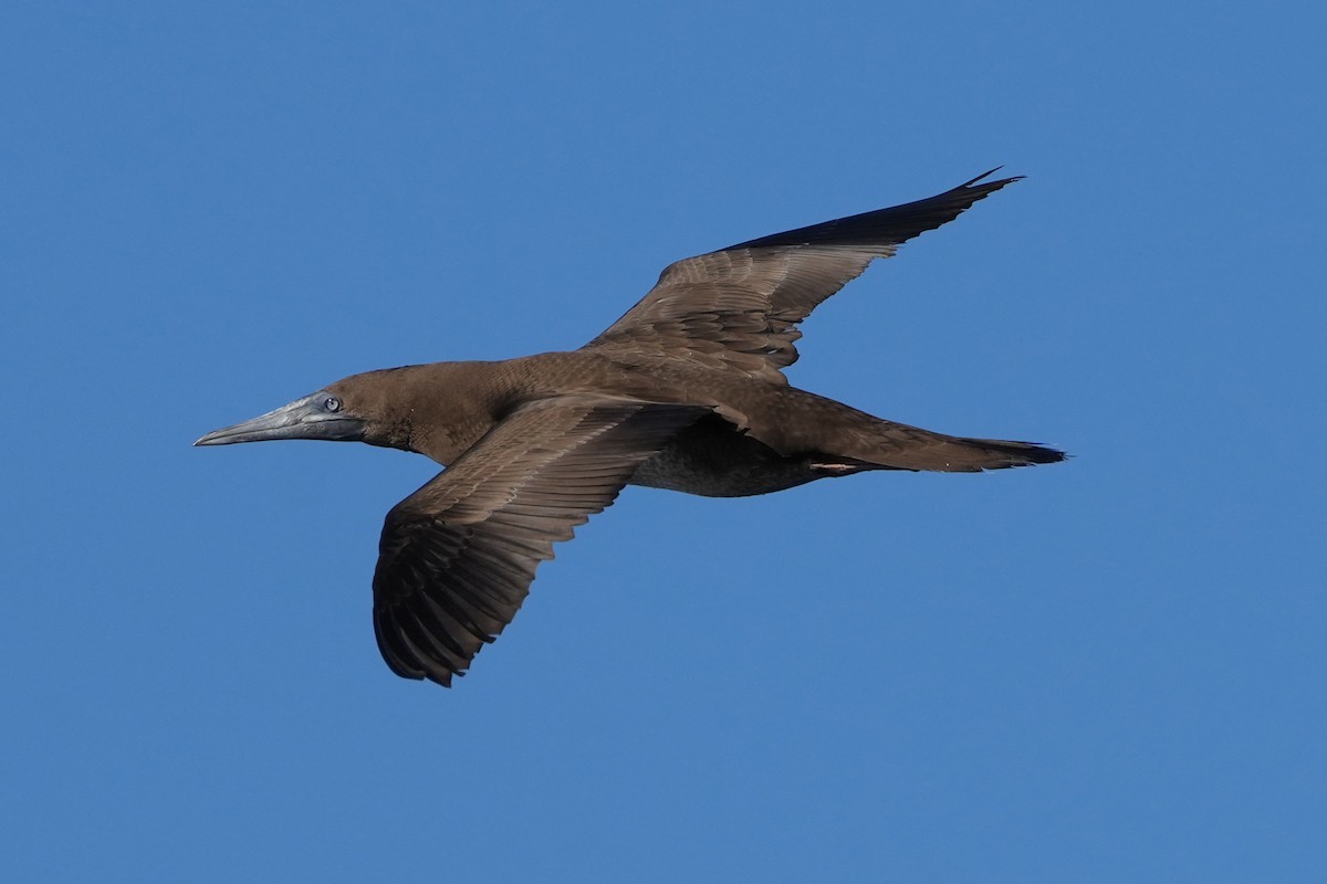 Brown Booby - ML617422417