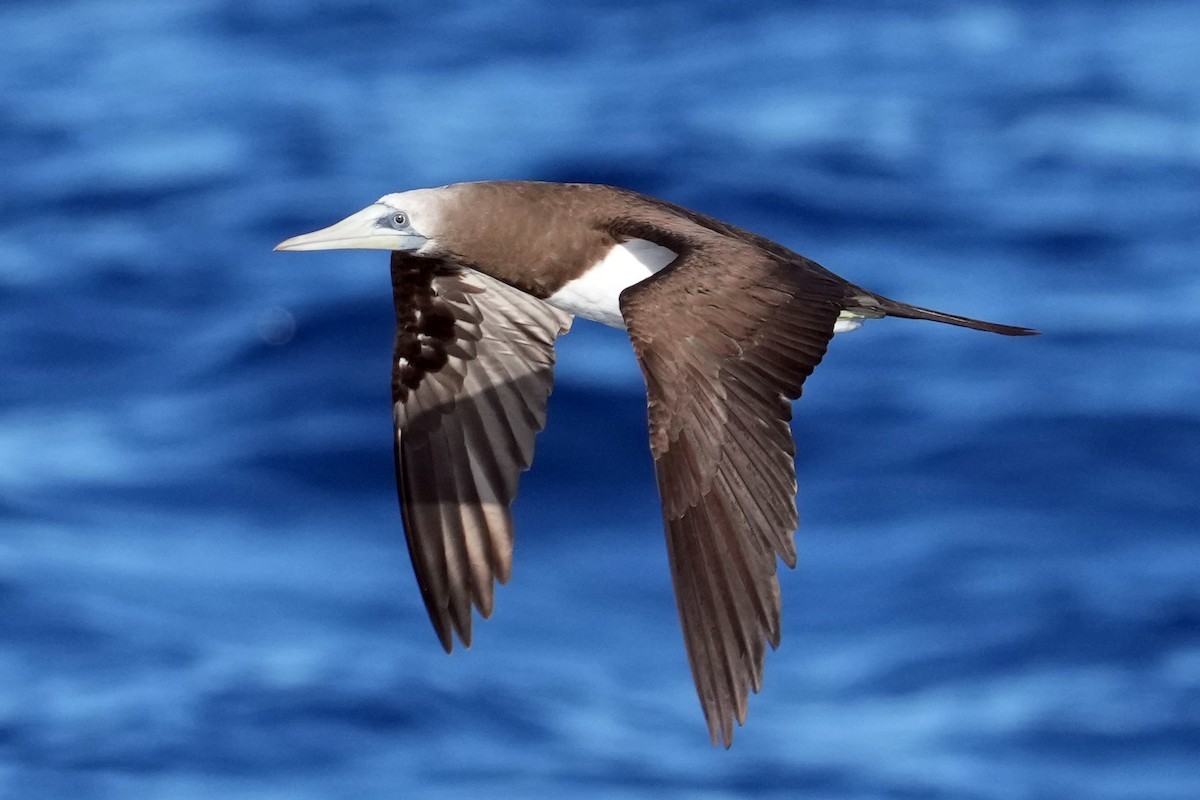 Brown Booby - ML617422419