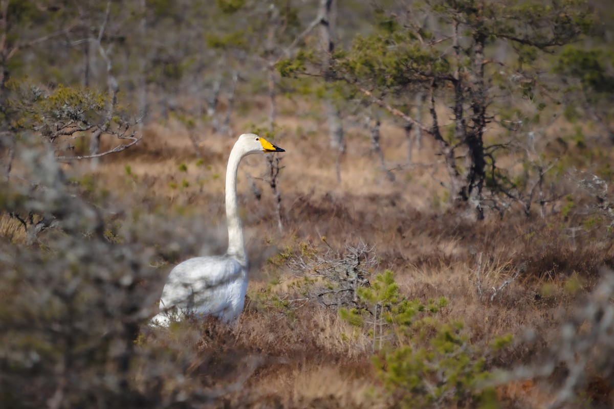 Whooper Swan - ML617422422