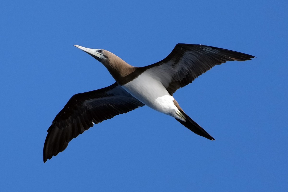 Brown Booby - ML617422423