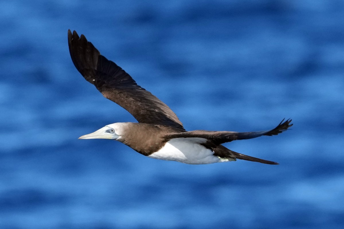 Brown Booby - ML617422424