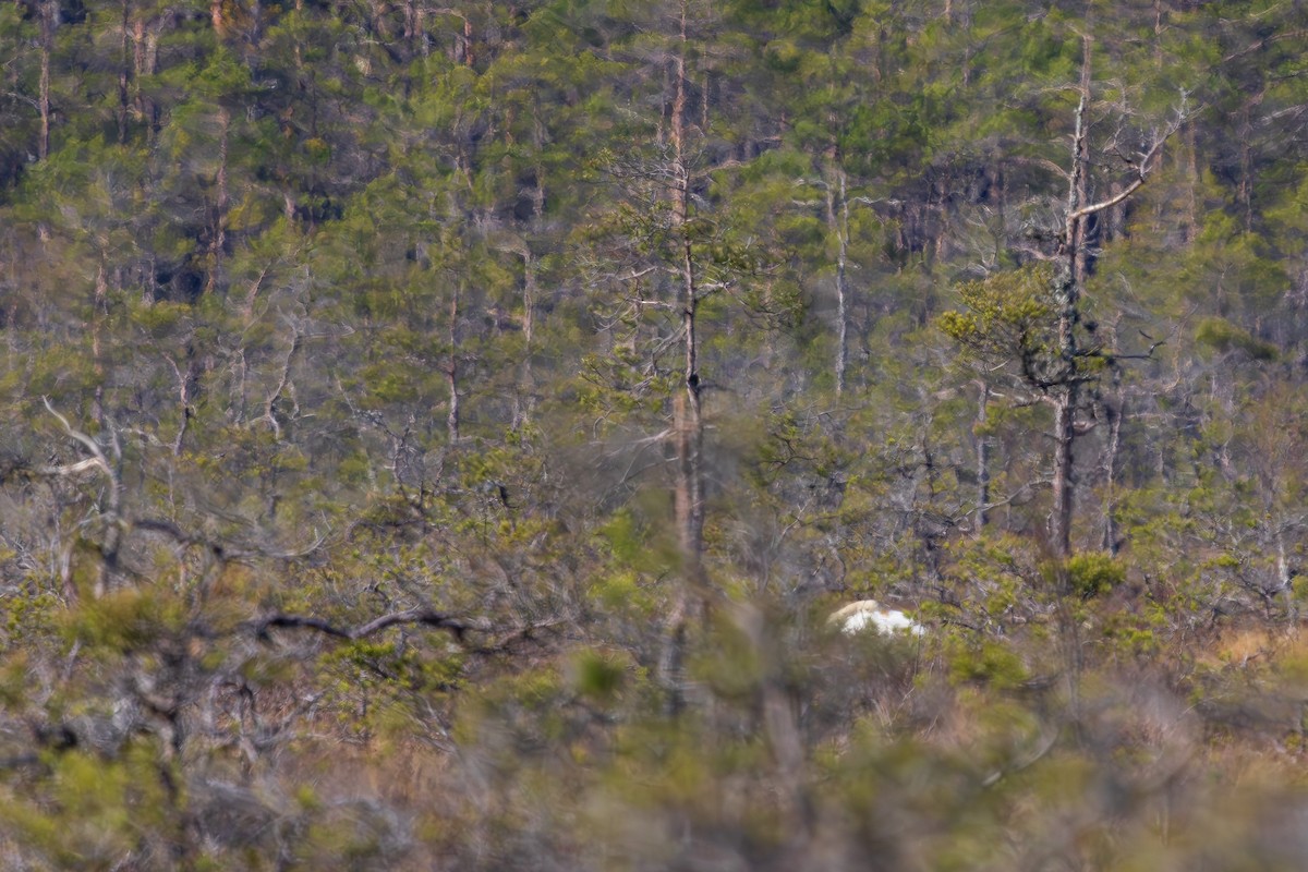 Whooper Swan - ML617422425