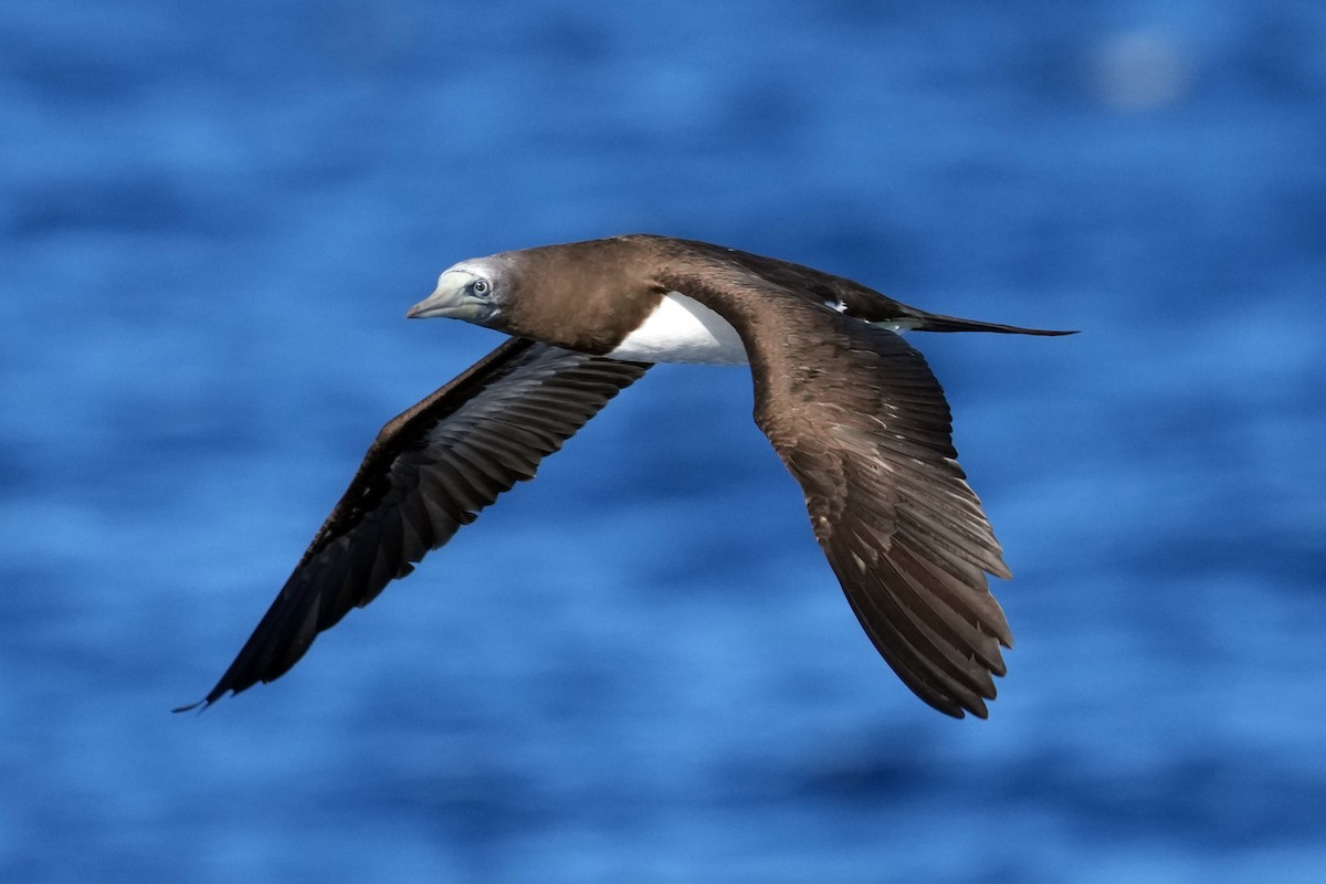 Brown Booby - ML617422427