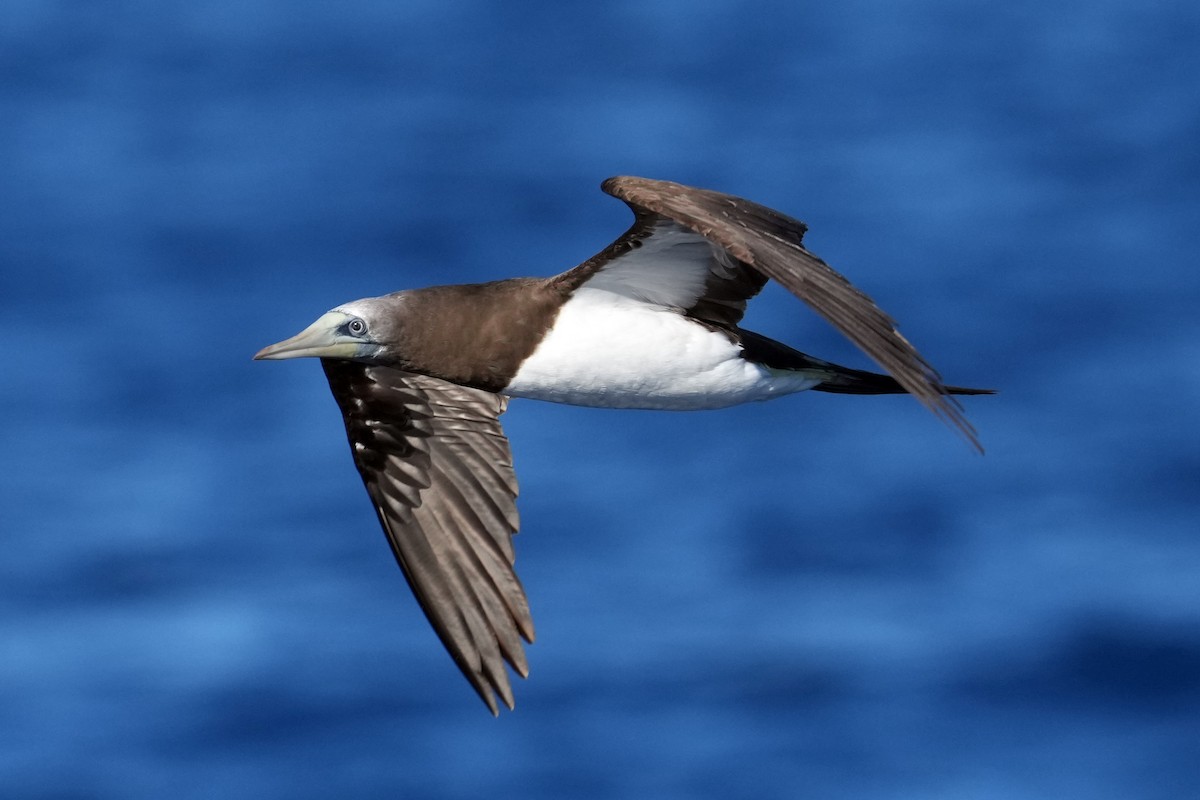 Brown Booby - ML617422428