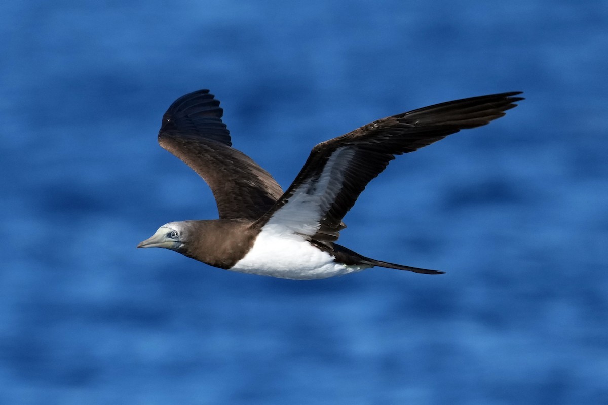 Brown Booby - ML617422429