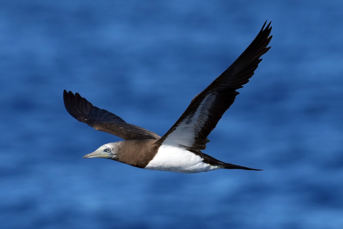 Brown Booby - ML617422430