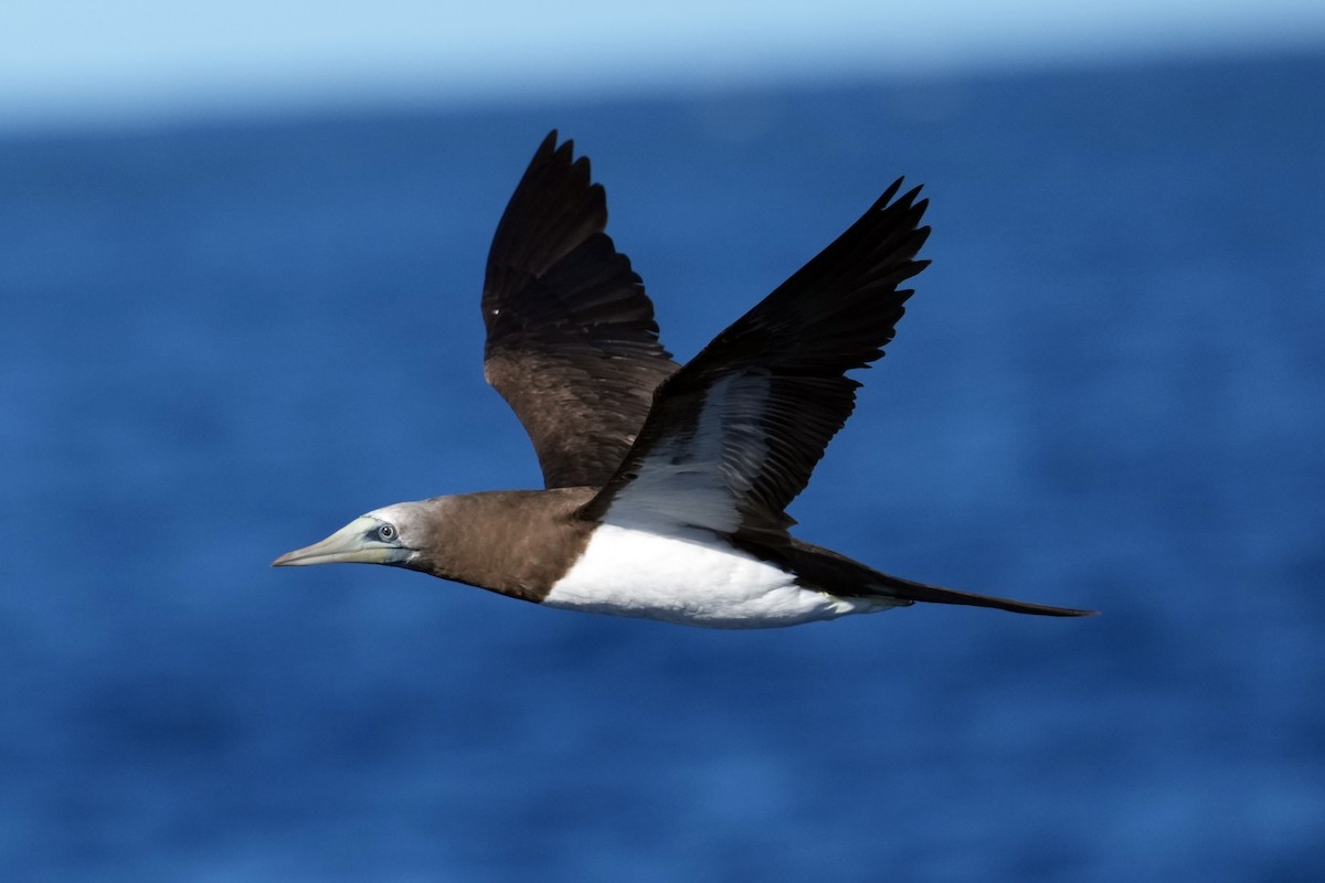 Brown Booby - ML617422431