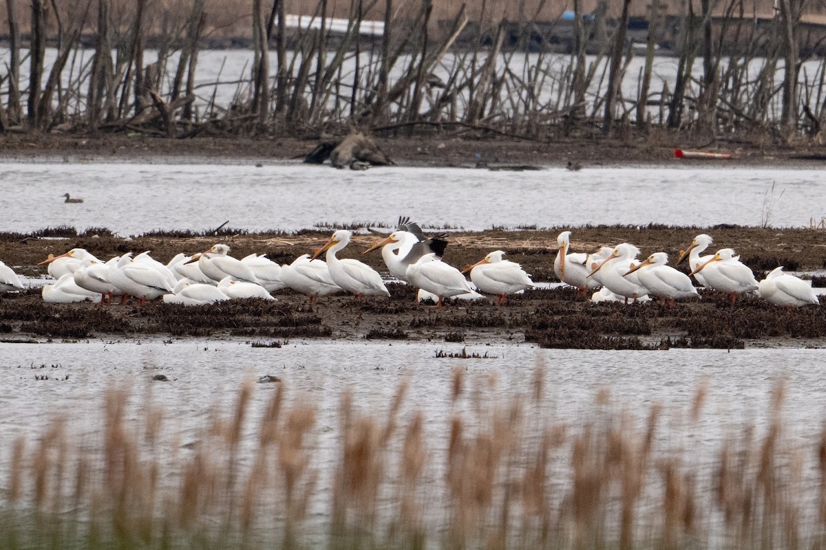 American White Pelican - Mark Parker