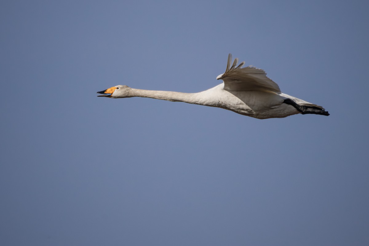 Whooper Swan - ML617422439