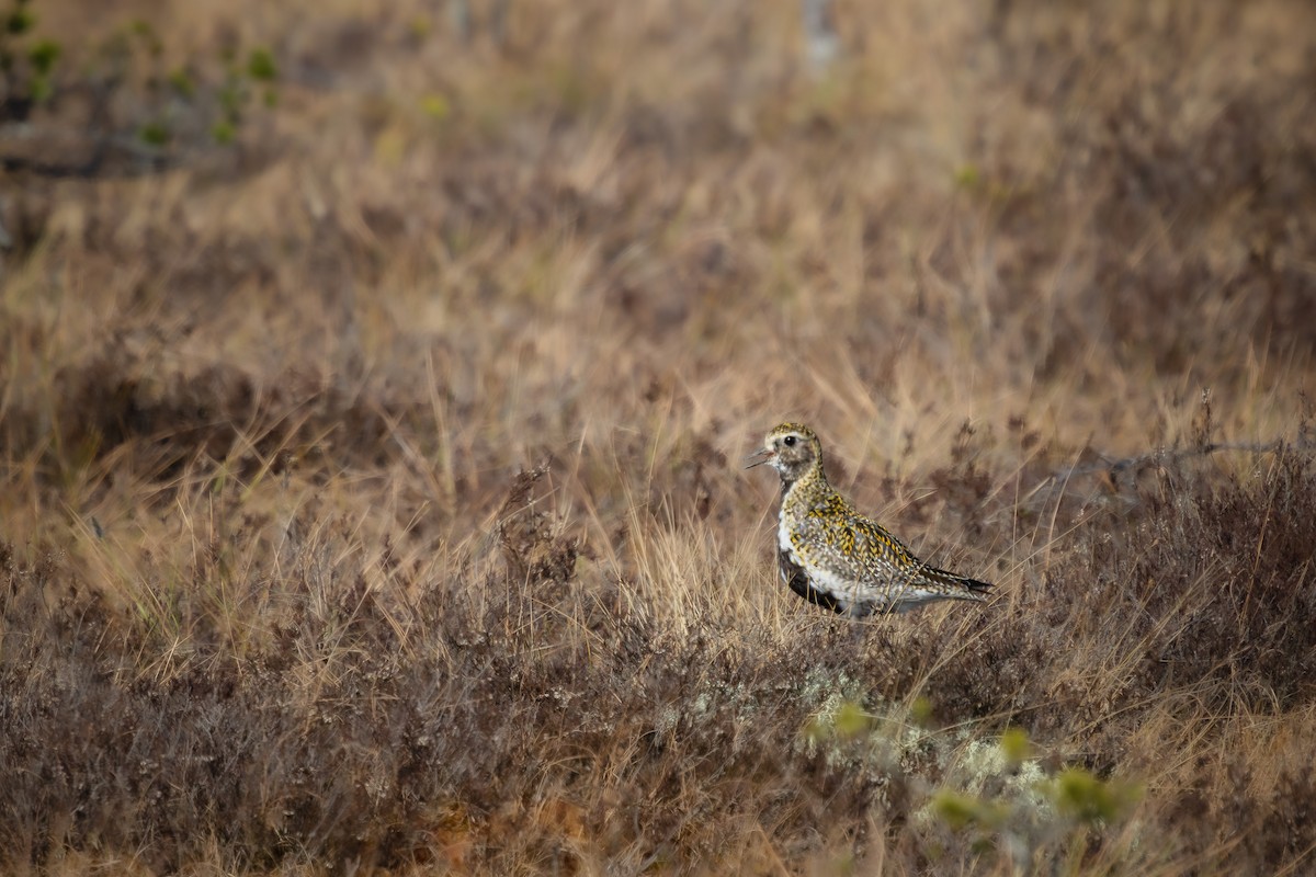 European Golden-Plover - ML617422448