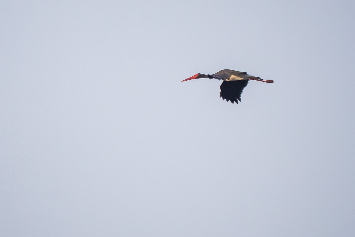 Black Stork - ML617422451