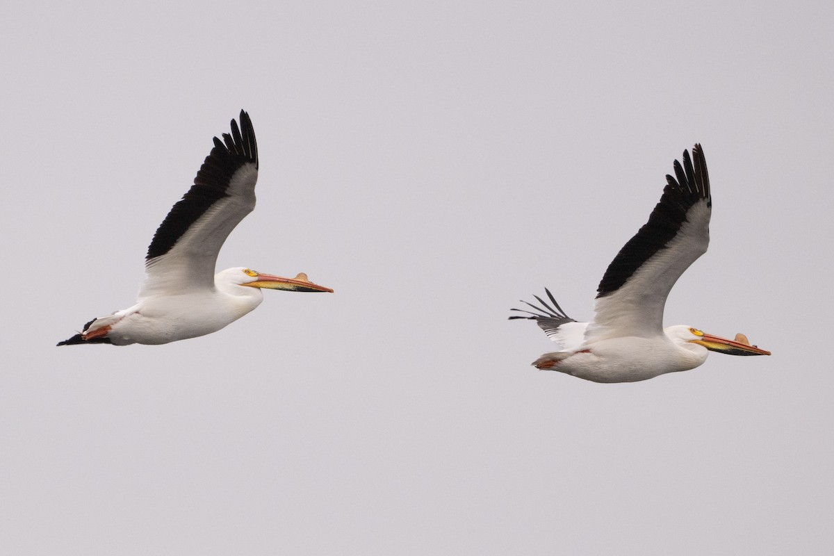 American White Pelican - ML617422454