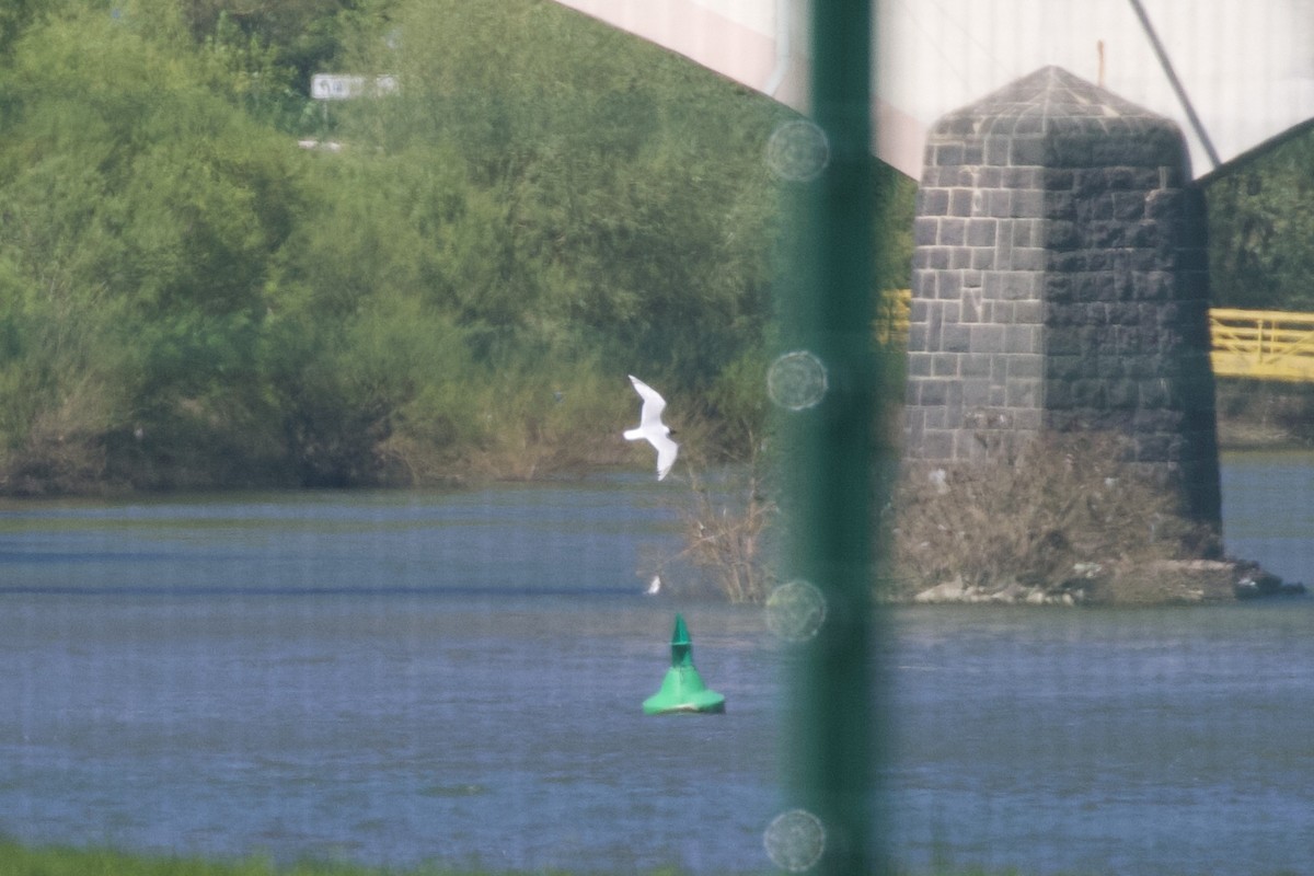 Mediterranean Gull - ML617422482