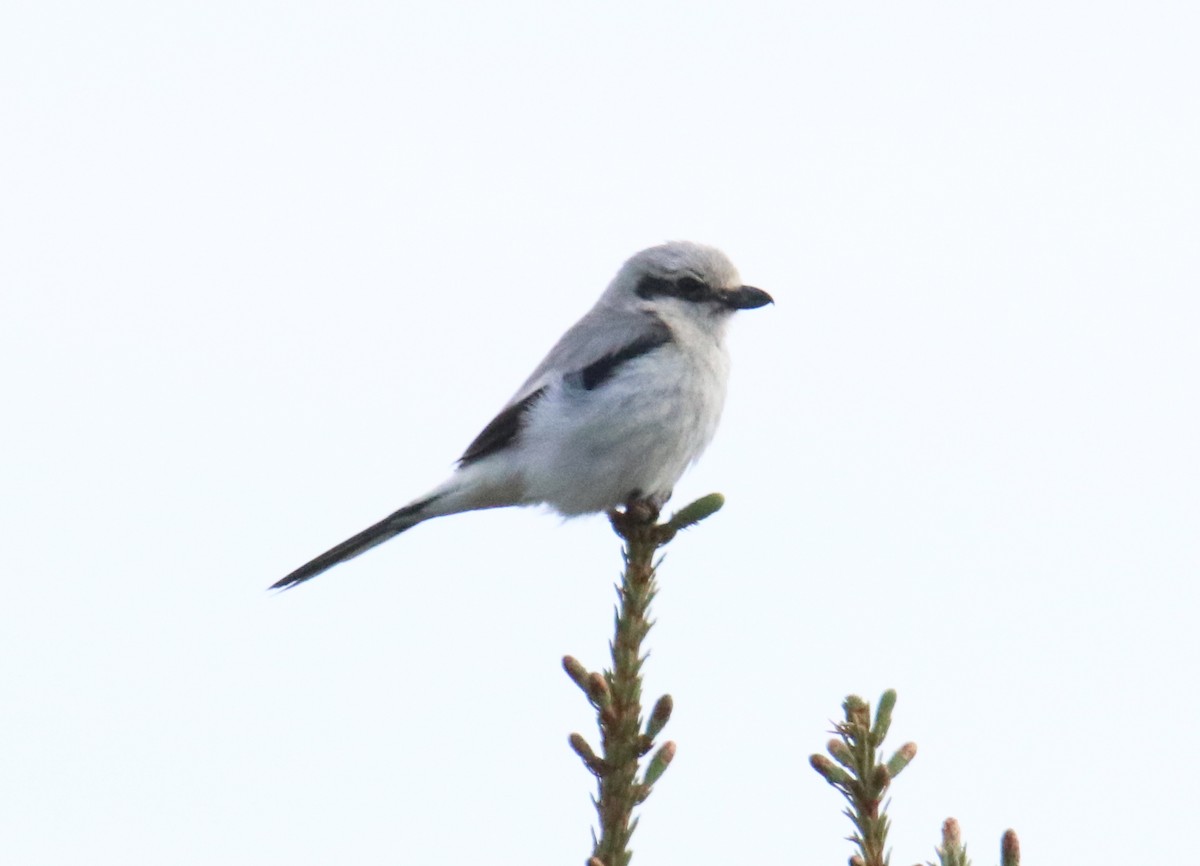 Northern Shrike - ML617422483