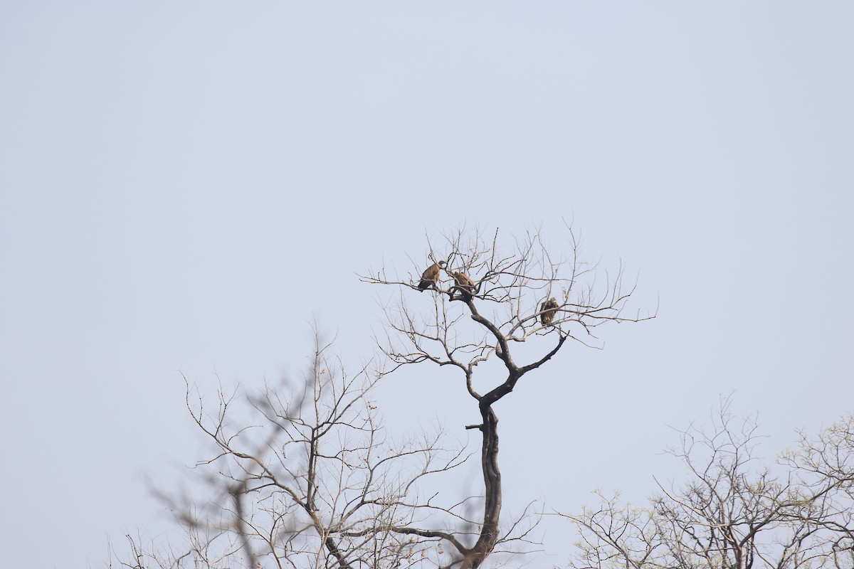 Indian Vulture - ML617422497