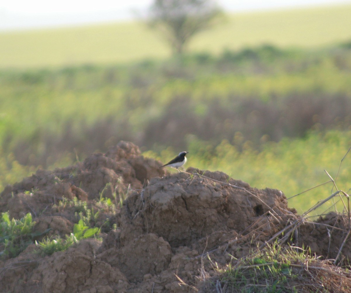 Pied Wheatear - ML617422514