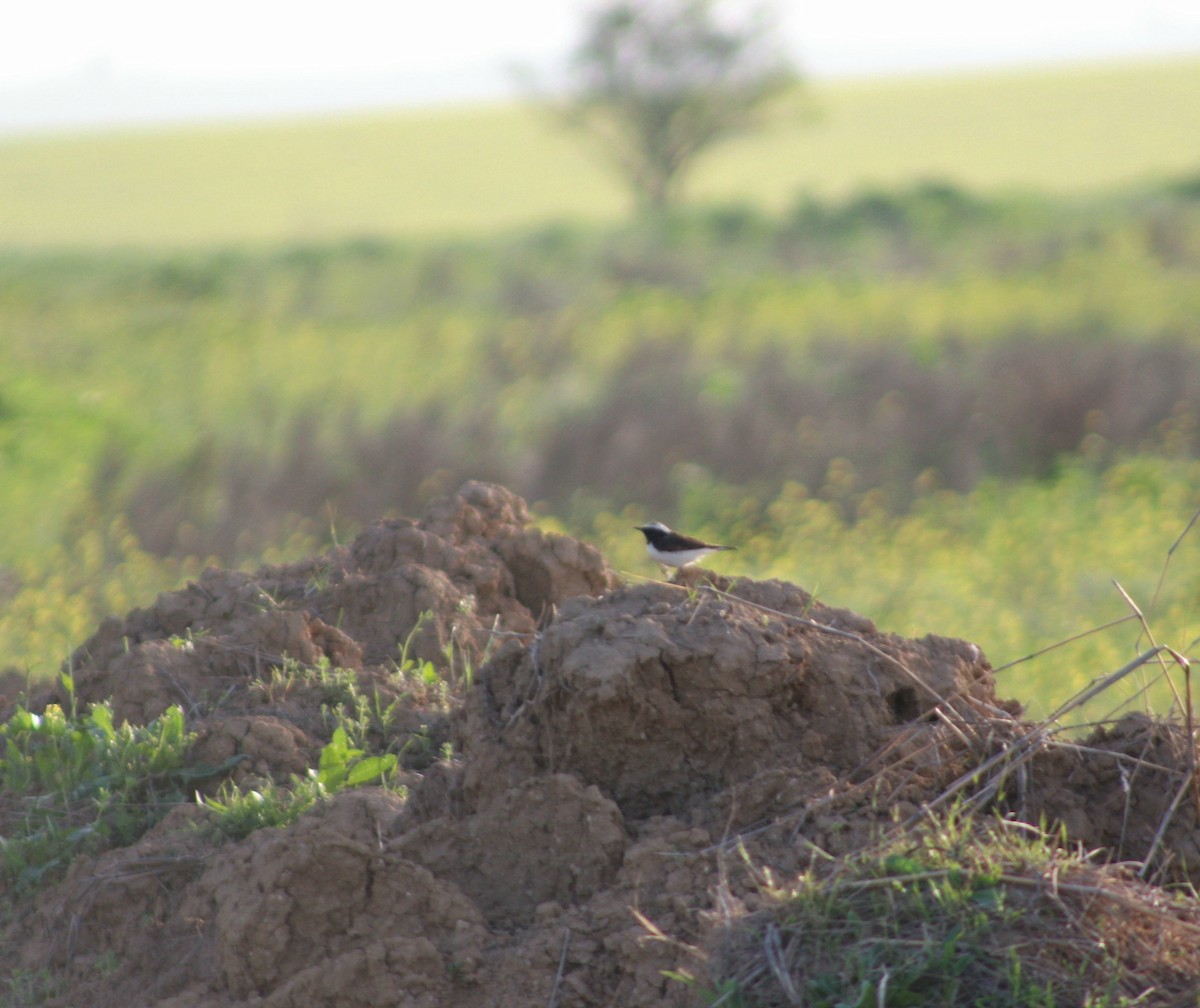 Pied Wheatear - ML617422515