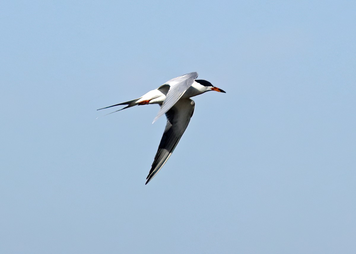 Forster's Tern - Gary and Jan Small