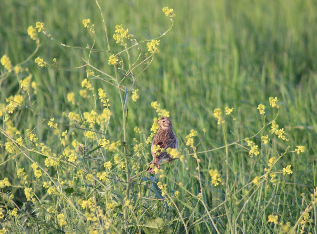 Corn Bunting - ML617422520