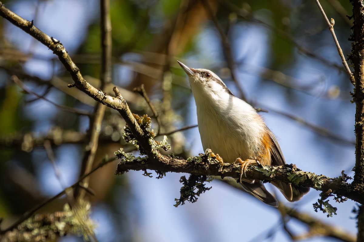 Eurasian Nuthatch - ML617422539