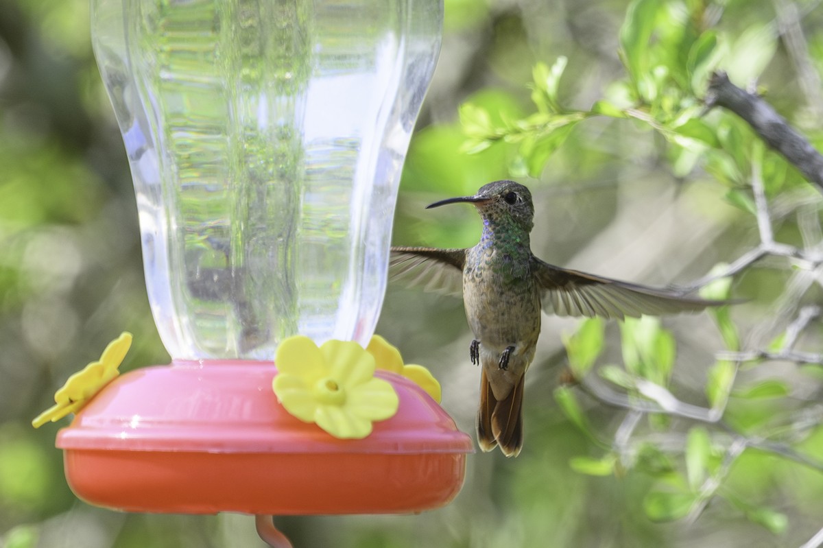 Buff-bellied Hummingbird - ML617422613