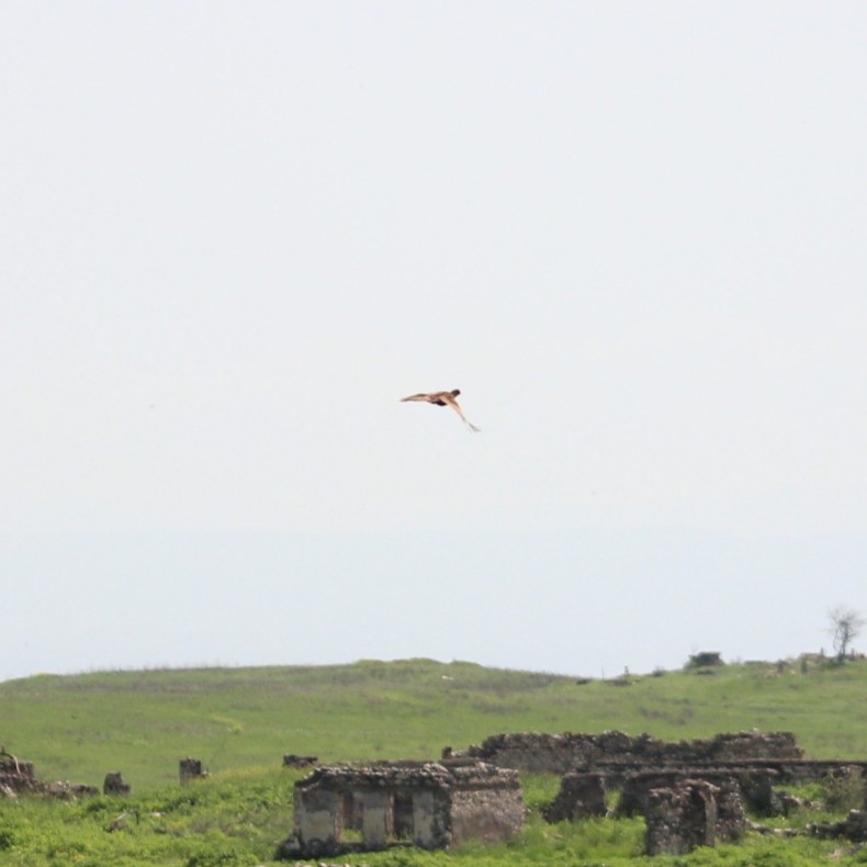 Ring-necked Pheasant - ML617422626