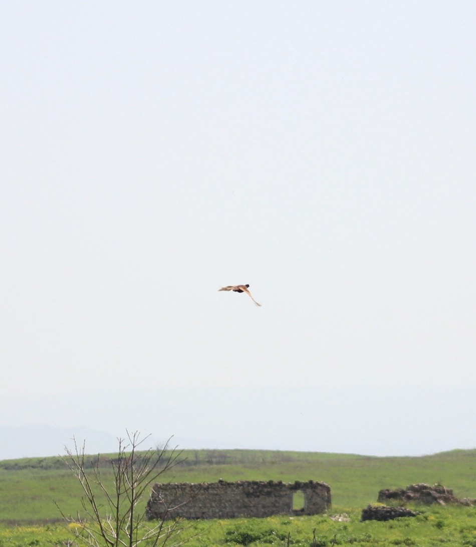 Ring-necked Pheasant - ML617422627