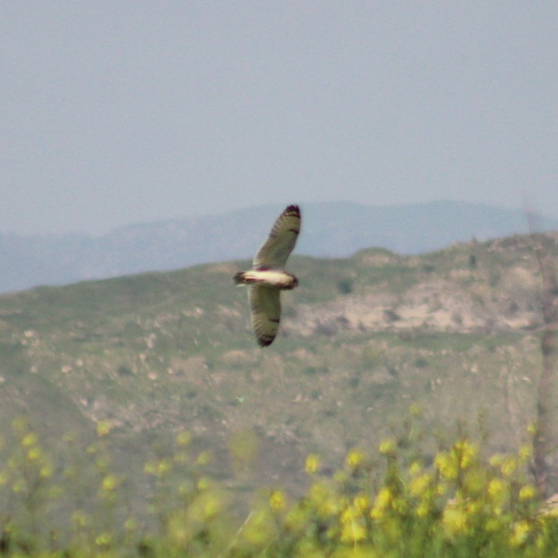 Short-eared Owl - ML617422641